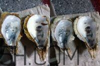 吃生蠔應該注意哪些事項？生蠔與牡蠣的區(qū)別