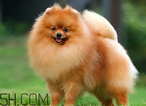 叫饅頭的狗是什么品種 段子里的饅頭是什么狗 叫饅頭的狗是什么品種 段子里的饅頭是什么狗