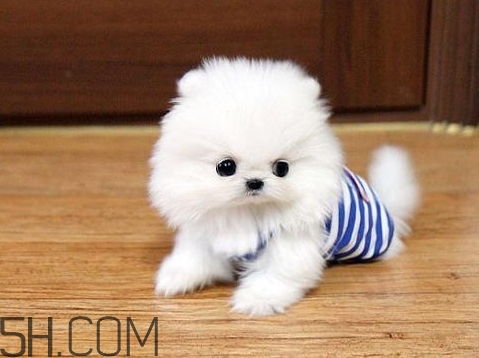 叫饅頭的狗是什么品種 段子里的饅頭是什么狗 叫饅頭的狗是什么品種 段子里的饅頭是什么狗