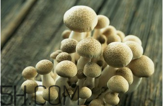 如何判斷生蠔烤熟沒有？生蠔可以和蘑菇一起吃嗎？