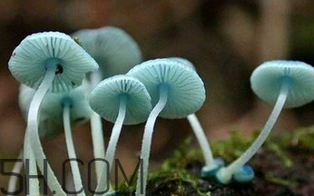 如何判斷生蠔烤熟沒有？生蠔可以和蘑菇一起吃嗎？