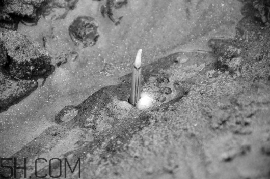 蟶子里面的黑色能吃嗎？蟶子為什么一撒鹽就出來？