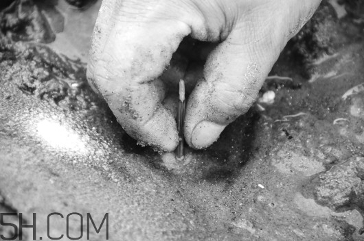 蟶子里面的黑色能吃嗎？蟶子為什么一撒鹽就出來？