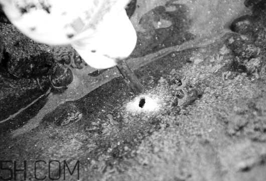 蟶子里面的黑色能吃嗎？蟶子為什么一撒鹽就出來？