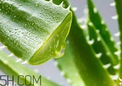 自然樂園蘆薈膠孕婦可以用嗎？自然樂園蘆薈膠使用心得