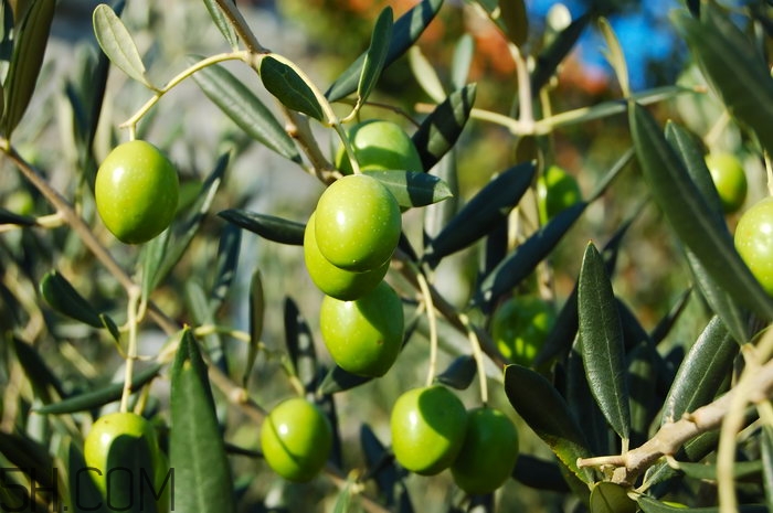 哪些水果吃了能抗氧化？抗氧化的水果有哪些？