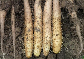 吃山藥對(duì)身體健康有什么好處？吃山藥該注意有什么禁忌？