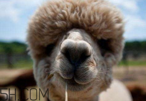 qq羊駝表情什么意思 發(fā)羊駝是什么意思 qq羊駝表情什么意思 發(fā)羊駝是什么意思