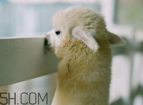 qq羊駝表情什么意思 發(fā)羊駝是什么意思 qq羊駝表情什么意思 發(fā)羊駝是什么意思