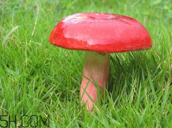 如何鑒別紅菇？紅菇的做法有哪些？