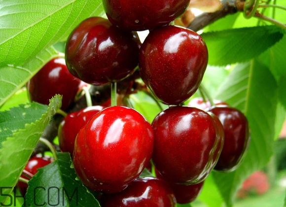 如何挑選車?yán)遄樱啃迈r車?yán)遄拥奶暨x方法？