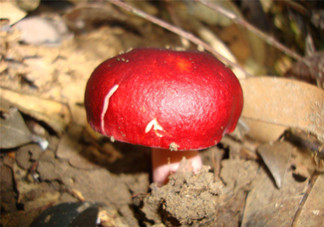 如何鑒別紅菇？紅菇的做法有哪些？