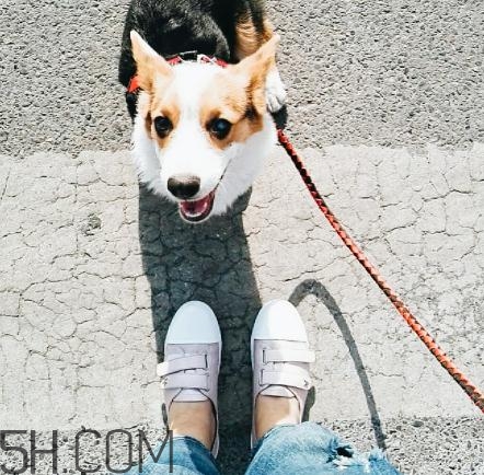 keddo是什么牌子？keddo是什么檔次？