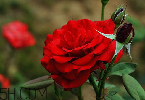 春占是什么時候 2018春占是什么時候 春占是什么時候 2018春占是什么時候