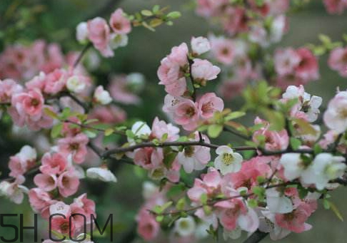 春占是什么時候 2018春占是什么時候 春占是什么時候 2018春占是什么時候