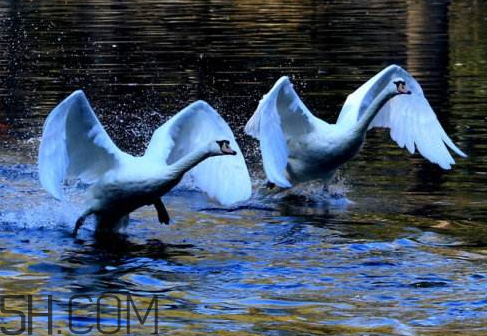 2018年春社日是哪一天 2018年春社是哪一天 2018年春社日是哪一天 2018年春社是哪一天