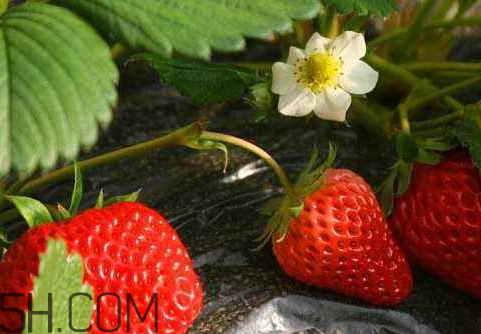 甜寶和章姬草莓的區(qū)別 甜寶和紅顏哪個好吃 甜寶和章姬草莓的區(qū)別 甜寶和紅顏哪個好吃