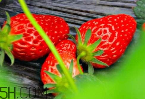甜寶和章姬草莓的區(qū)別 甜寶和紅顏哪個好吃 甜寶和章姬草莓的區(qū)別 甜寶和紅顏哪個好吃