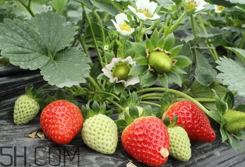 草莓苗多少錢一顆 2018年草莓苗多少錢一顆 草莓苗多少錢一顆 2018年草莓苗多少錢一顆