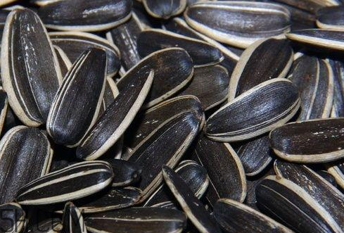 瓜子放時(shí)間長(zhǎng)了能吃嗎 瓜子放了一年能吃嗎 瓜子放時(shí)間長(zhǎng)了能吃嗎 瓜子放了一年能吃嗎