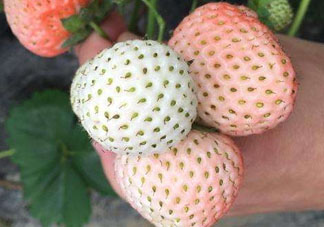 ?桃熏草莓多少錢一斤 桃熏草莓是轉(zhuǎn)基因嗎
