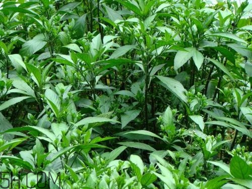 流鼻血喝板藍(lán)根有用嗎？什么樣的流鼻血適合喝板藍(lán)根？