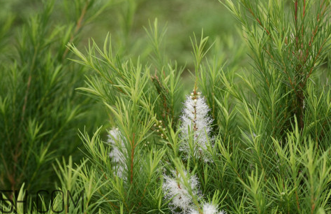 茶樹精油可以直接涂在臉上嗎？茶樹精油的功效與作用？