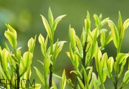 茶樹精油可以直接涂在臉上嗎？茶樹精油的功效與作用？