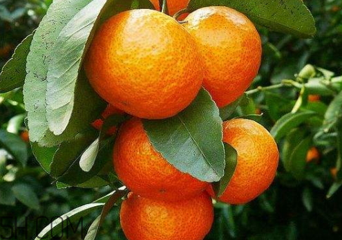 沙糖桔和蜜桔的區(qū)別 砂糖橘好吃還是蜜橘好吃 沙糖桔和蜜桔的區(qū)別 砂糖橘好吃還是蜜橘好吃