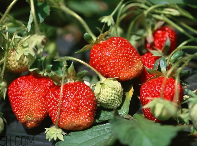 草莓和蝦能一起吃嗎？吃完蝦多久能吃草莓？