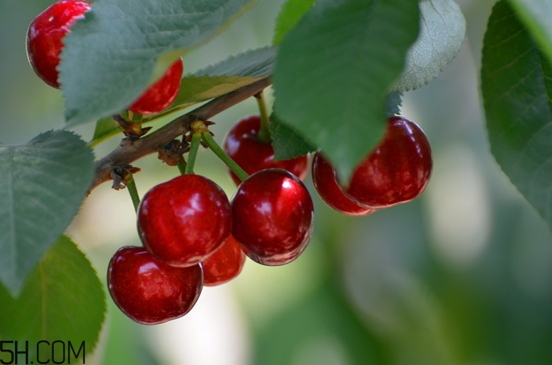 咽喉炎能吃什么水果？咽喉炎的癥狀有哪些？