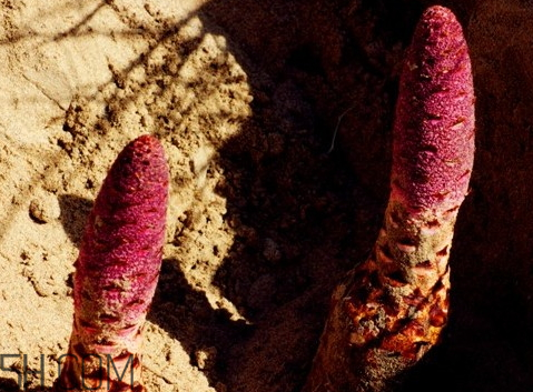 鎖陽(yáng)多少錢(qián)一斤 鎖陽(yáng)多少錢(qián)一斤2018