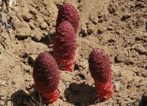 鎖陽(yáng)多少錢(qián)一斤 鎖陽(yáng)多少錢(qián)一斤2018