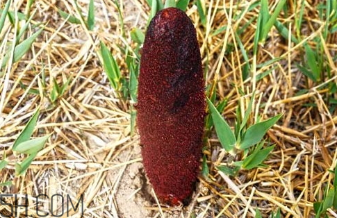 鎖陽(yáng)多少錢(qián)一斤 鎖陽(yáng)多少錢(qián)一斤2018