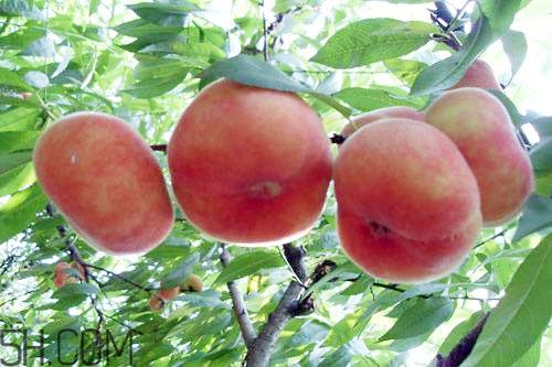 蟠桃的營(yíng)養(yǎng)價(jià)值有哪些？蟠桃的吃法有哪些？