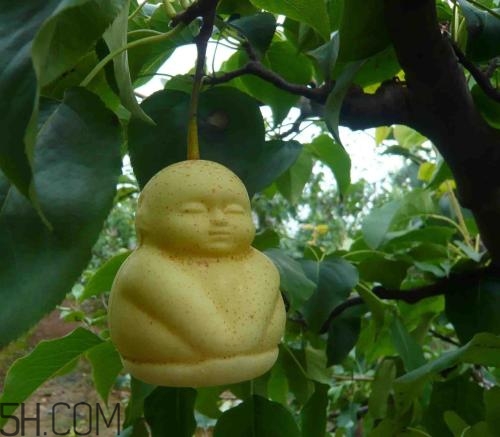 女人吃人參果有哪些好處？人參果的營養(yǎng)價(jià)值是什么？