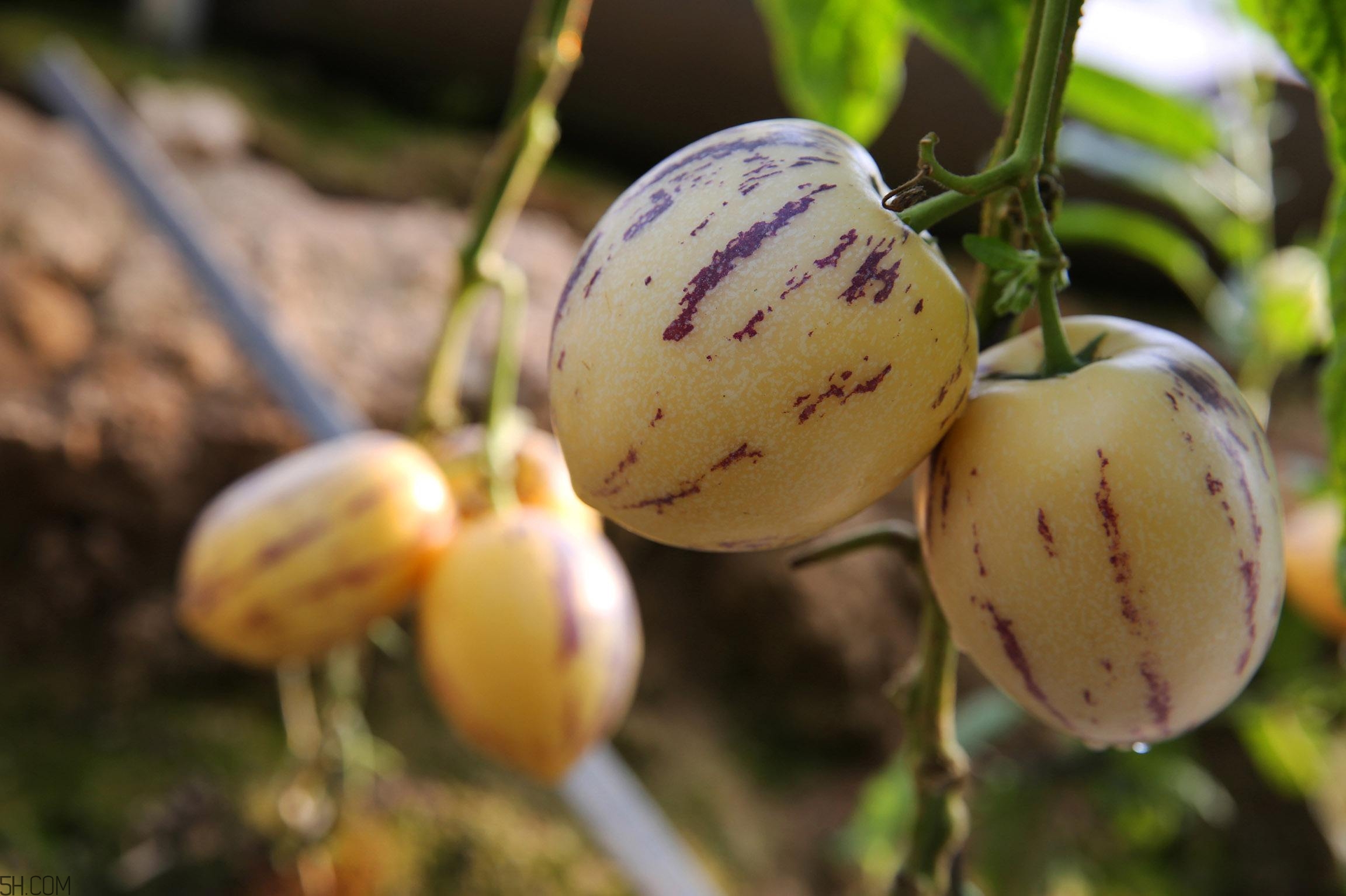 女人吃人參果有哪些好處？人參果的營養(yǎng)價(jià)值是什么？