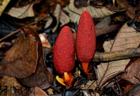 鎖陽(yáng)發(fā)霉了還能用嗎 鎖陽(yáng)長(zhǎng)毛了還可以吃嗎 鎖陽(yáng)發(fā)霉了還能用嗎 鎖陽(yáng)長(zhǎng)毛了還可以吃嗎