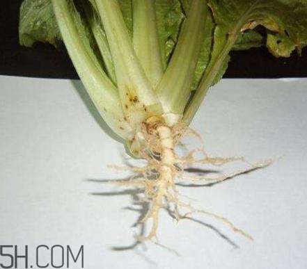 香菜根煮水怎么煮？香菜根煮水喝幾天見效？