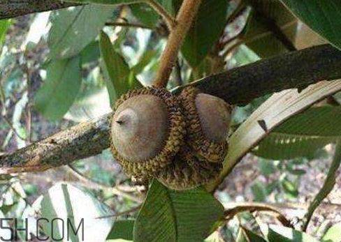 益腎子多少錢一斤 益腎子的價格 益腎子多少錢一斤 益腎子的價格