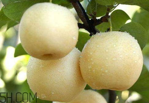 皇冠梨怎么儲(chǔ)存 皇冠梨能放多久 皇冠梨怎么儲(chǔ)存 皇冠梨能放多久