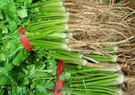 香菜根煮水能治濕疹嗎？香菜根煮水孕婦能喝嗎？