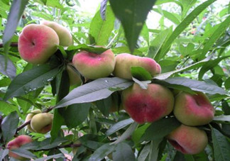 蟠桃怎么挑選？蟠桃怎么保鮮？