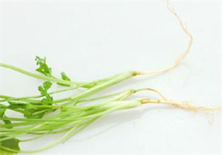 香菜根煮水怎么煮？香菜根煮水喝幾天見效？