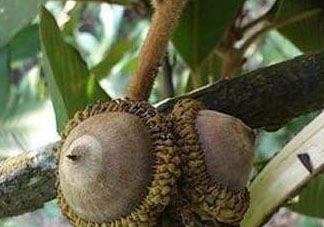 風(fēng)流果怎么種植 壯陽(yáng)果怎么種植