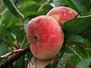 蟠桃怎么挑選？蟠桃怎么保鮮？