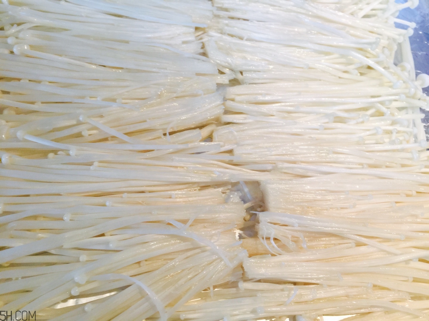 烤金針菇好吃的做法 烤箱版與家庭版推薦