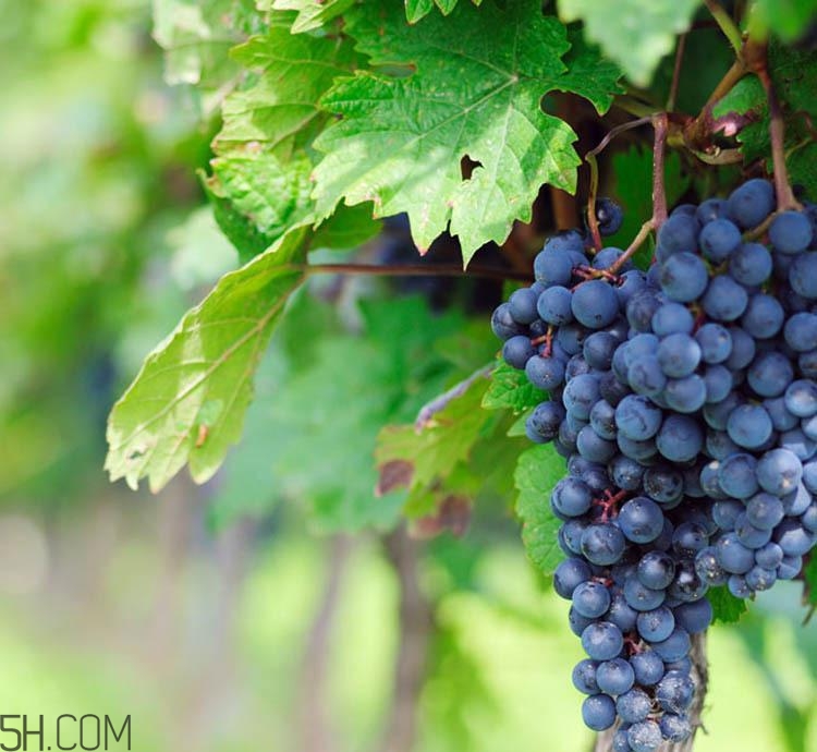 老年人吃葡萄有哪些好處？吃葡萄的注意事項(xiàng)是什么？