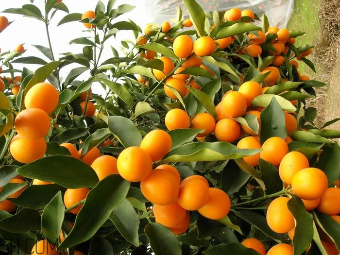 吃了金桔能喝牛奶嗎？金桔和牛奶能一起吃嗎？