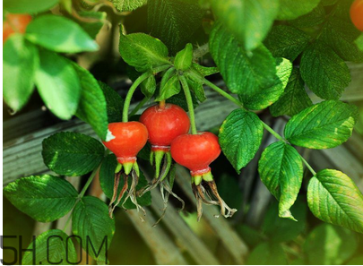 unichi玫瑰果膠囊能美白祛斑嗎？unichi玫瑰果膠囊有副作用嗎？